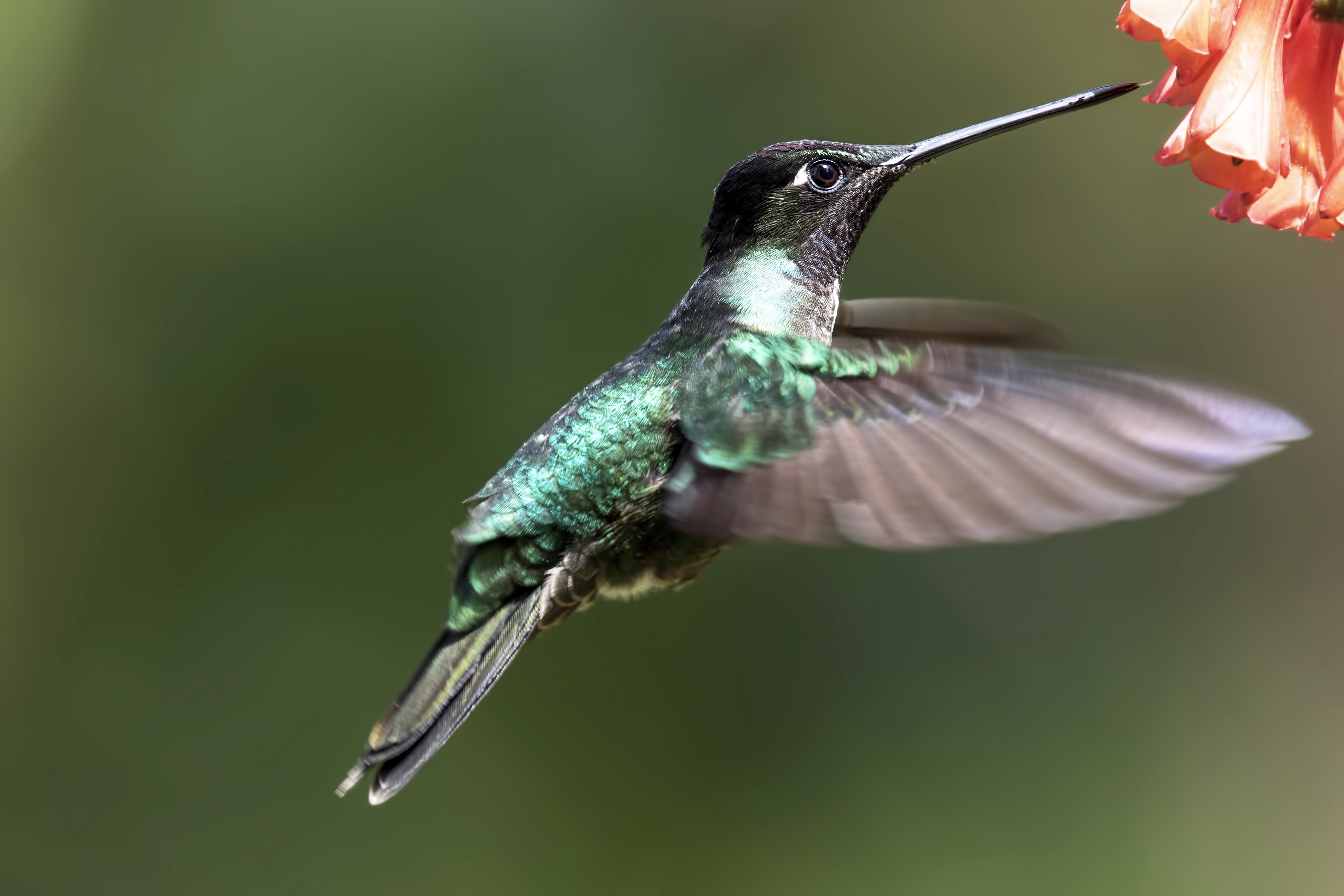Fiery-throated Hummingbird